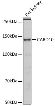 CARD10 Rabbit pAb