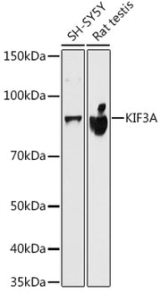 KIF3A Rabbit mAb