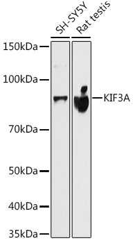 KIF3A Rabbit mAb