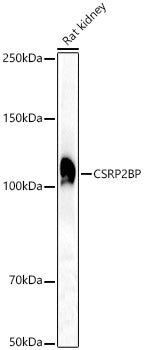 CSRP2BP Rabbit pAb
