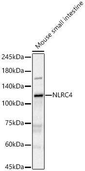 NLRC4 Rabbit pAb