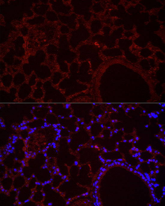 NLRC4 Rabbit pAb