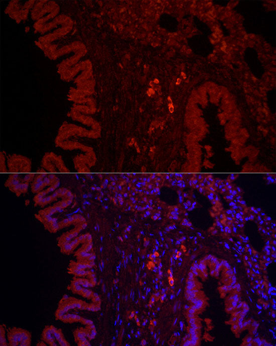 NLRC4 Rabbit pAb