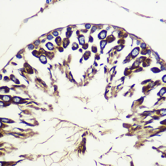 ATG10 Rabbit pAb