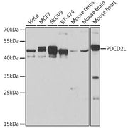 PDCD2L Rabbit pAb