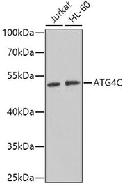 ATG4C Rabbit pAb
