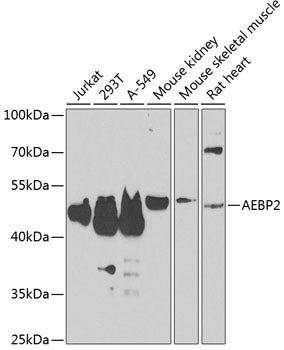 AEBP2 Rabbit pAb