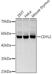 CDYL2 Rabbit pAb