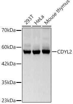 CDYL2 Rabbit pAb