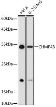 CHMP4B Rabbit pAb