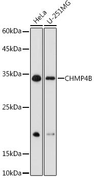 CHMP4B Rabbit pAb