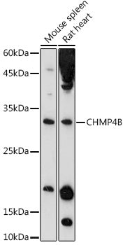 CHMP4B Rabbit pAb