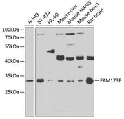 FAM173B Rabbit pAb