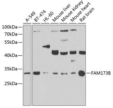 FAM173B Rabbit pAb