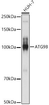 ATG9B Rabbit pAb