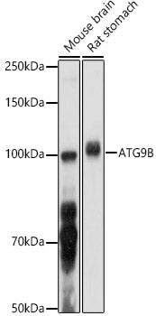 ATG9B Rabbit pAb
