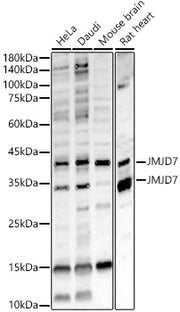 JMJD7 Rabbit pAb