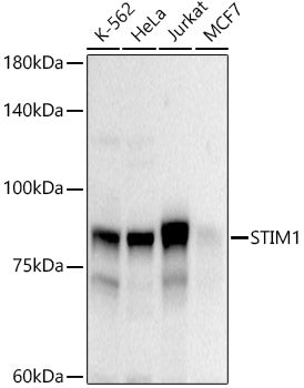 STIM1 Rabbit pAb