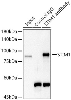 STIM1 Rabbit pAb
