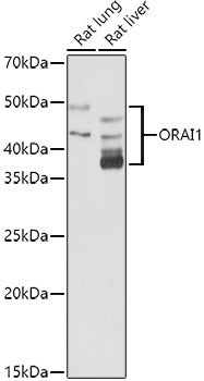 ORAI1 Rabbit pAb