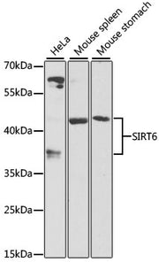 SIRT6 Rabbit pAb