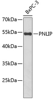 PNLIP Rabbit pAb