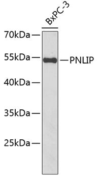 PNLIP Rabbit pAb