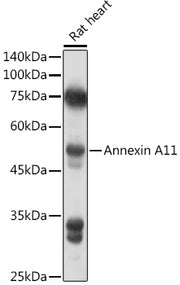 Annexin A11  Rabbit pAb