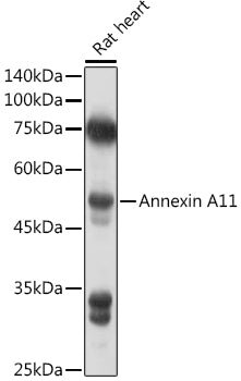 Annexin A11  Rabbit pAb