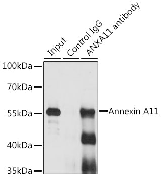 Annexin A11  Rabbit pAb