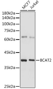 BCAT2 Rabbit pAb