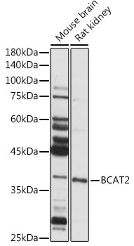 BCAT2 Rabbit pAb