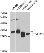 GSTM4 Rabbit pAb