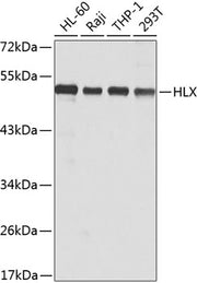 HLX Rabbit pAb
