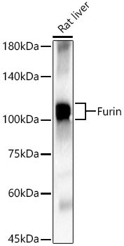 Furin Rabbit pAb