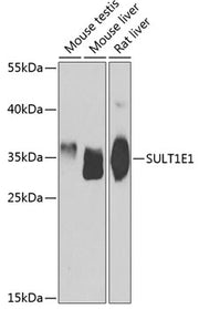 SULT1E1 Rabbit pAb