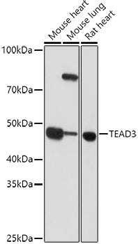 TEAD3 Rabbit pAb