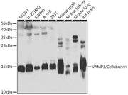 VAMP3/Cellubrevin Rabbit pAb