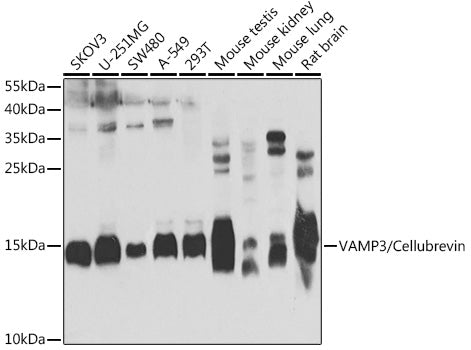 VAMP3/Cellubrevin Rabbit pAb
