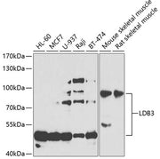 LDB3 Rabbit pAb