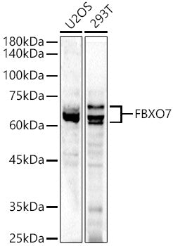 FBXO7 Rabbit pAb