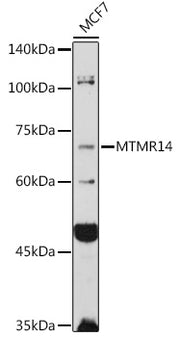 MTMR14 Rabbit pAb