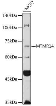 MTMR14 Rabbit pAb