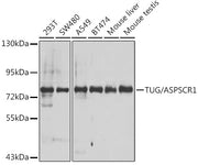 TUG/ASPSCR1 Rabbit pAb