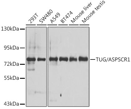 TUG/ASPSCR1 Rabbit pAb