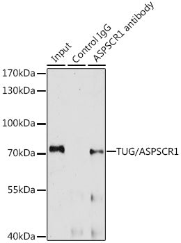 TUG/ASPSCR1 Rabbit pAb