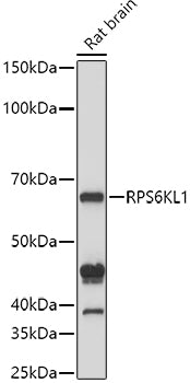 RPS6KL1 Rabbit pAb