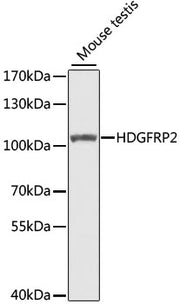 HDGFRP2 Rabbit pAb