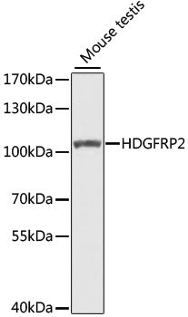 HDGFRP2 Rabbit pAb