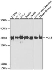 HCCS Rabbit pAb